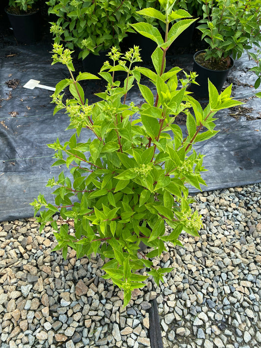 Hydrangea paniculata Little Fresco ('ROU2136') PPAF