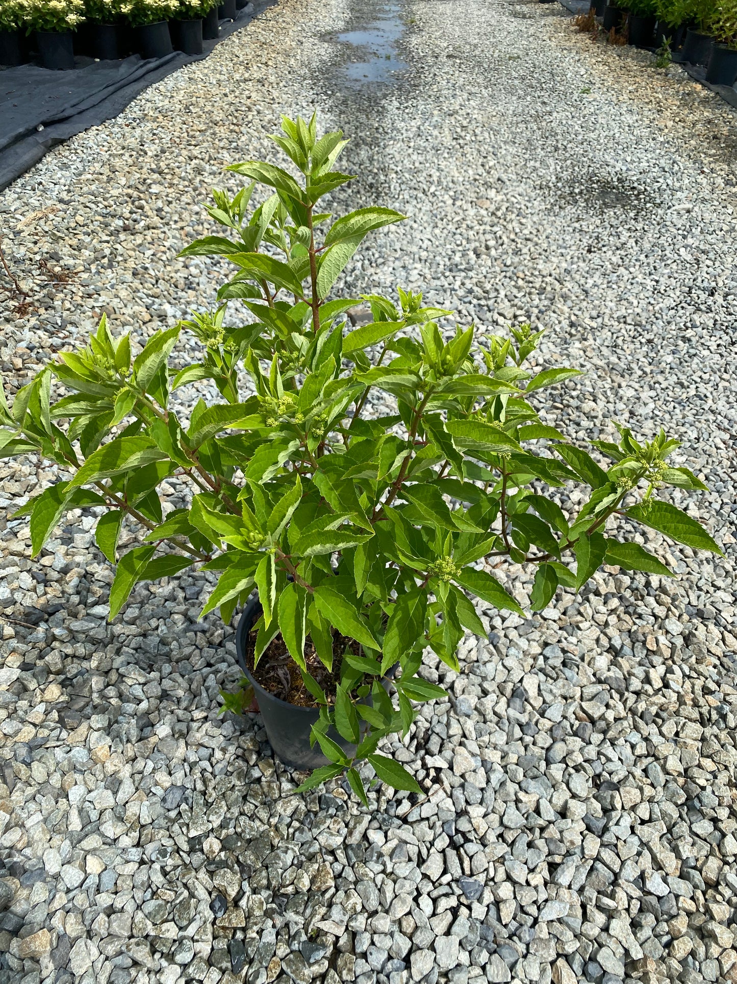 Hydrangea paniculata Magical® Lime Sparkle