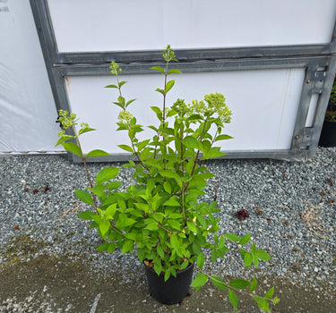 Skyfall Hydrangea