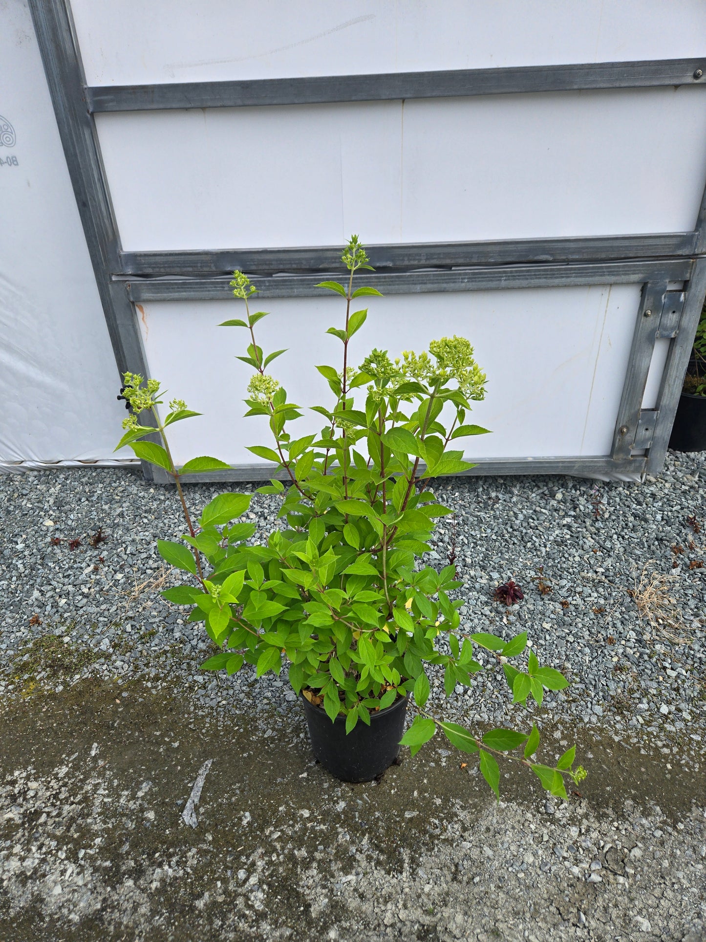 Hydrangea paniculata Skyfall ('Frenne') PPAF