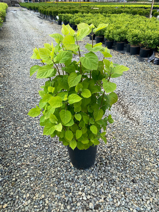 Hydrangea arborescens Candybelle® Bubblegum ('GRHYAR147')