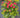 Cherry Explosion Hydrangea