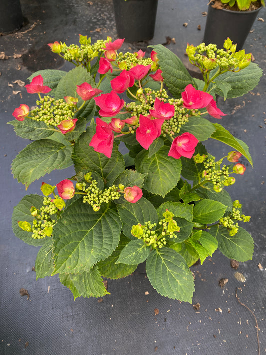 Hydrangea macrophylla Bloomables® Cherry Explosion™ ('McKay') PP2877