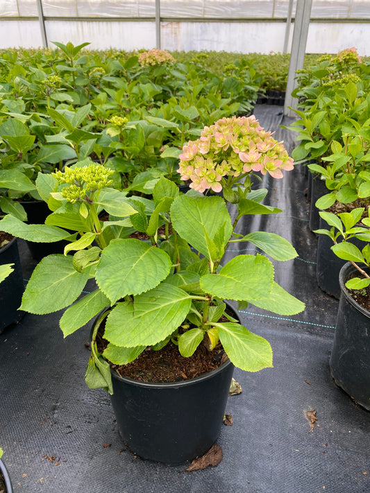 Hydrangea macrophylla Double Down® ('Hydrsrpdow') PPTBS