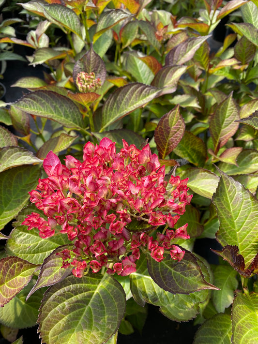 Hydrangea macrophylla Firefly ('HORCOS') PP2711