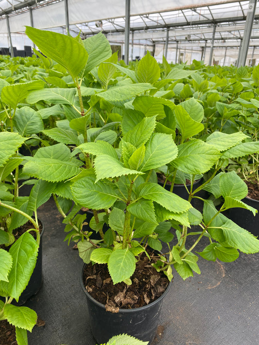 Hydrangea macrophylla 'Nikko Blue' (Bigleaf Hydrangea)
