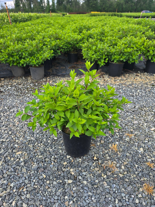 Hydrangea paniculata Mojito® ('GRHP1') PPAF