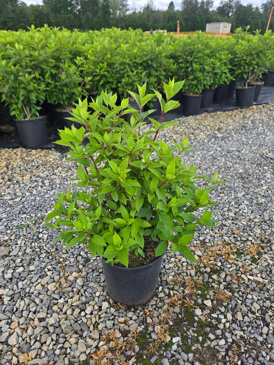 Hydrangea paniculata Skyfall ('Frenne') PPAF