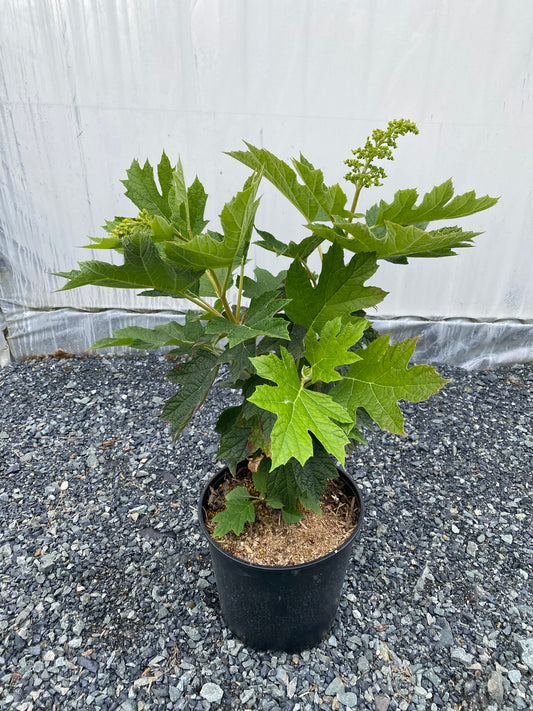 Hydrangea quercifolia 'Queen of Hearts' PPAF
