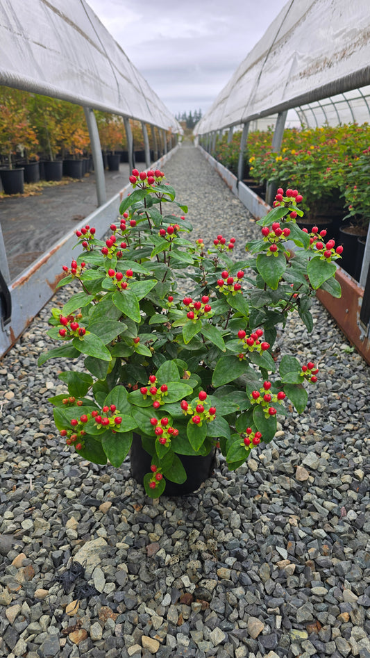 Hypericum hybrid Magic Marbles™ Red