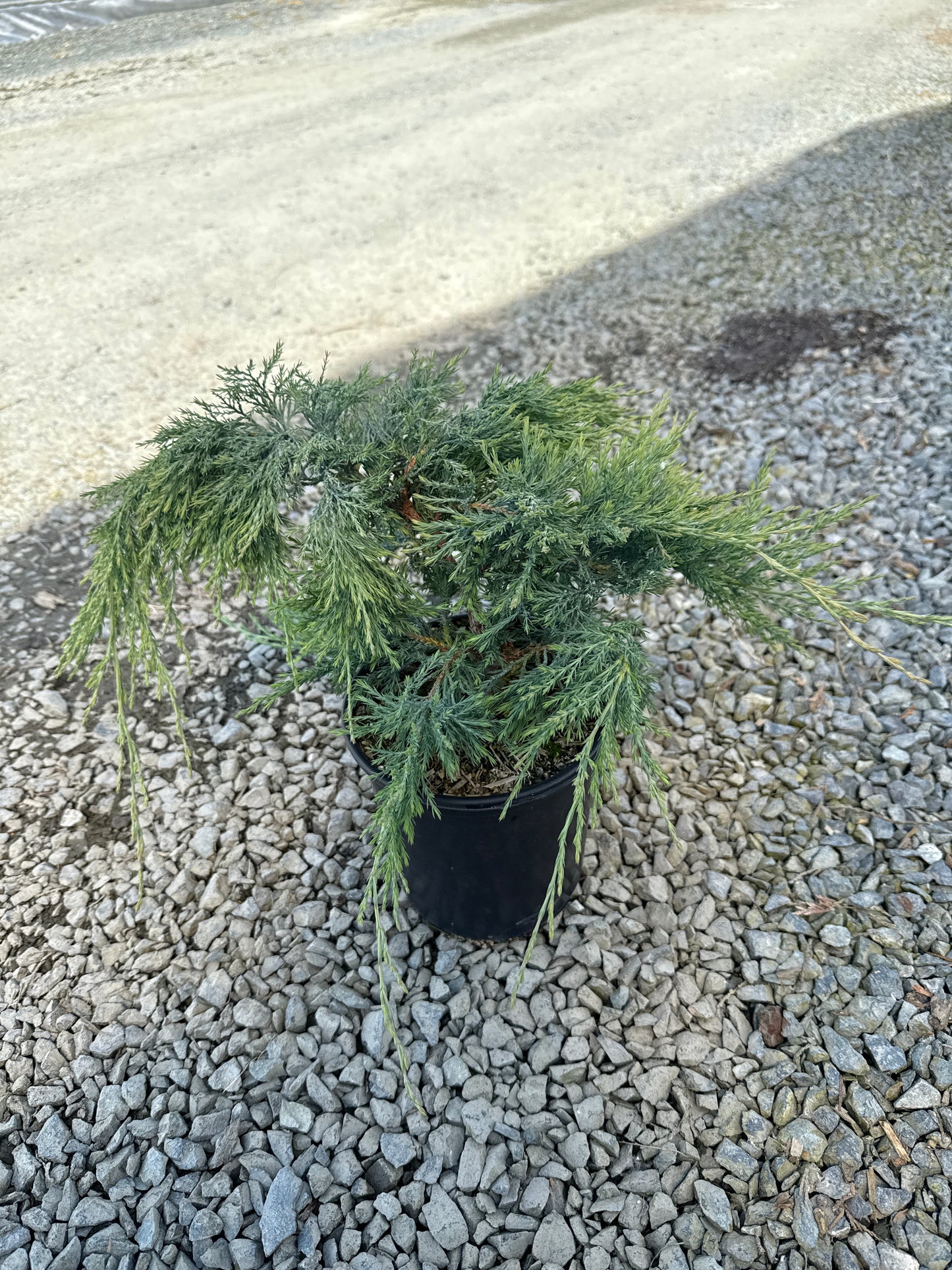 Juniperus horizontalis 'Hughes'
