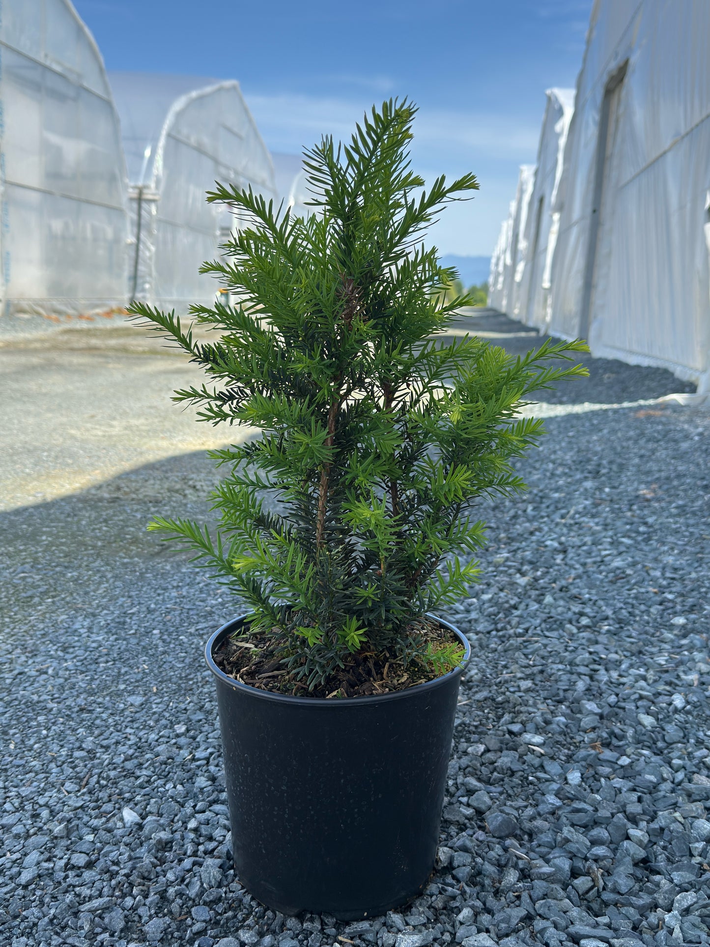 Taxus cuspidata 'Morden'