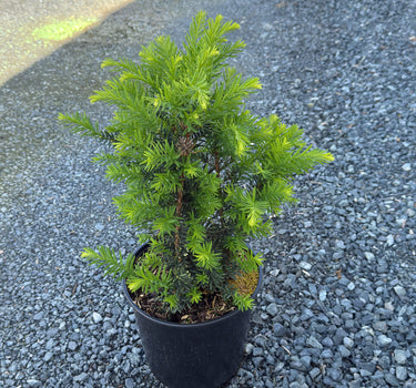 Morden Japanese Yew