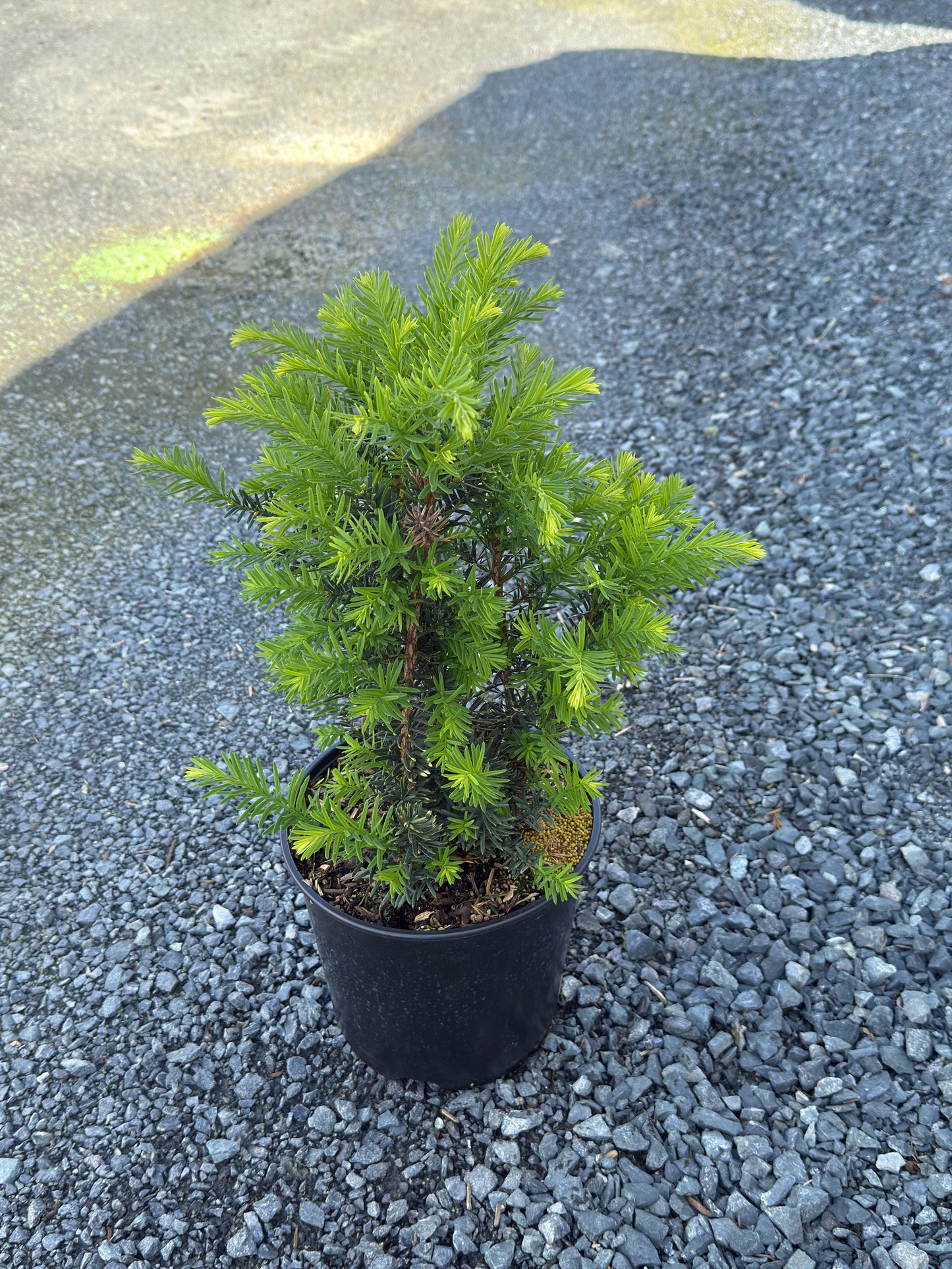 Taxus cuspidata 'Morden'