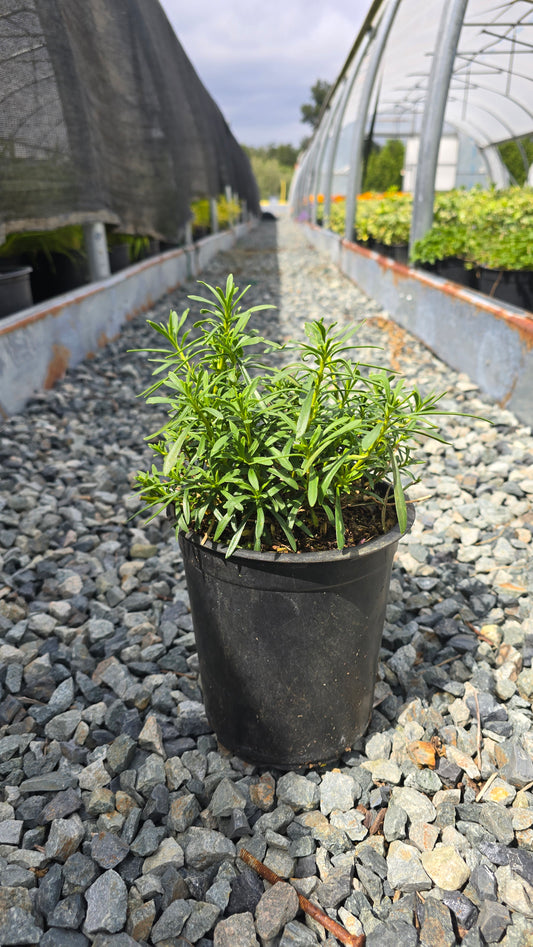 Iberis sempervirens 'Candy Ice'