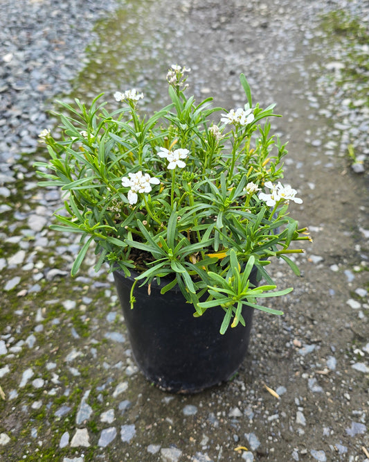 Iberis sempervirens Snowsurfer™ 'Forte'