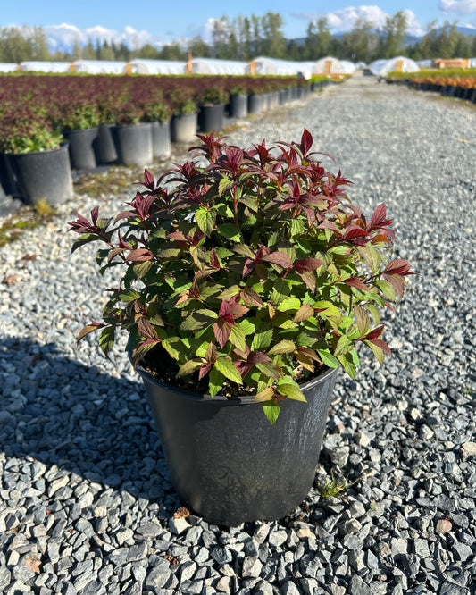 Spiraea japonica Empire™ Ice Dragon: