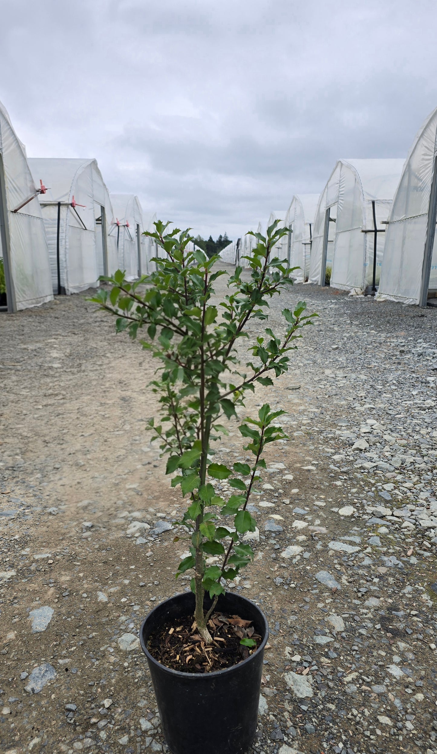 Ilex × meserveae 'Blue Princess'