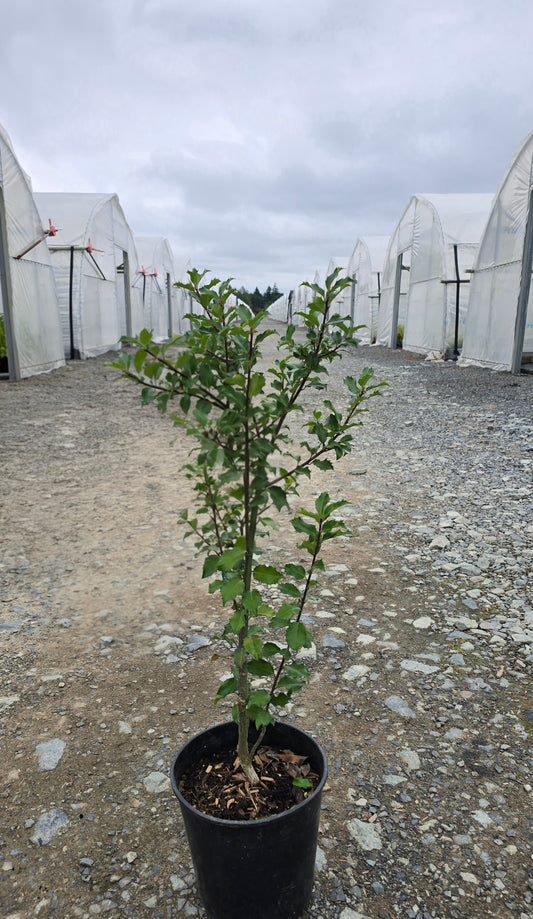 Ilex × meserveae 'Blue Princess'