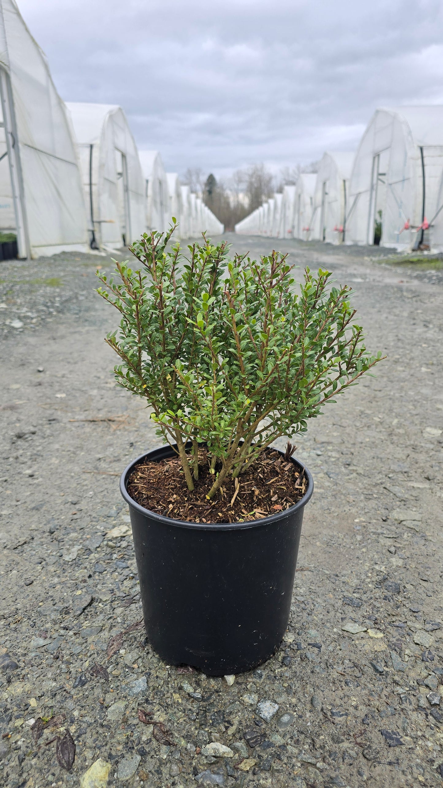 Ilex crenata Lucky Marble® ('Glorie Dwarf') PP30068