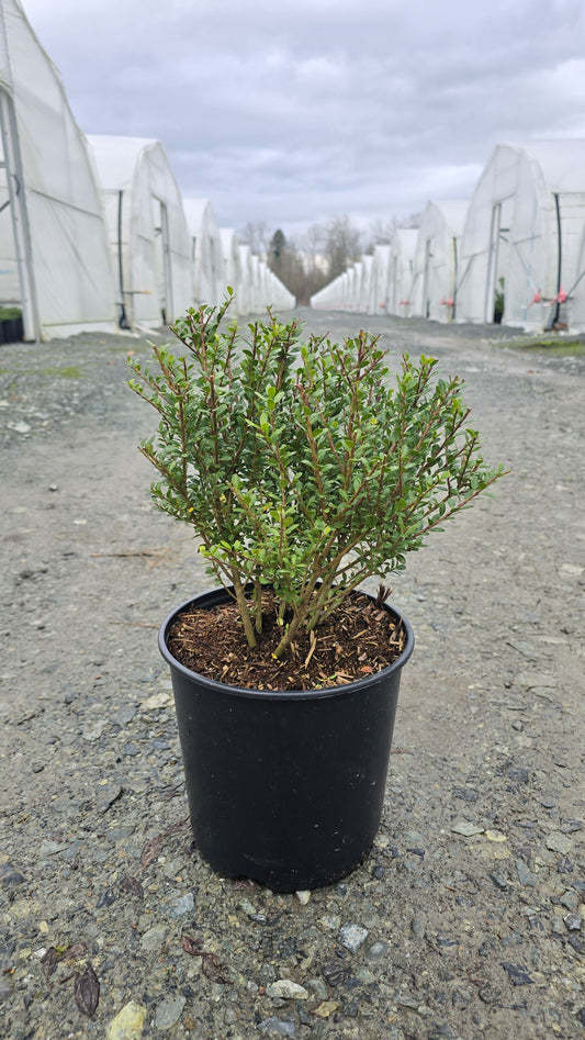 Ilex crenata Lucky Marble® ('Glorie Dwarf') PP30068