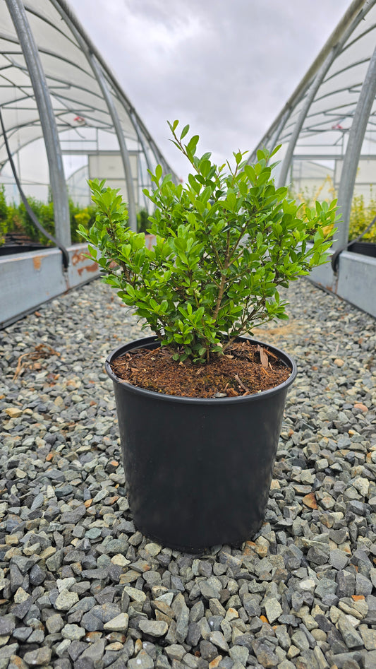 Ilex crenata LUXUS™ ('Anny's 5’)