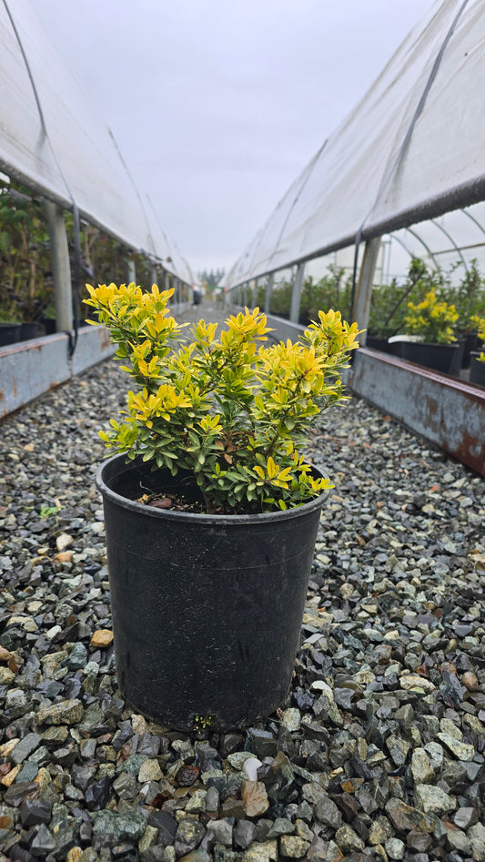 Ilex crenata Touch of Gold ('Adorned')