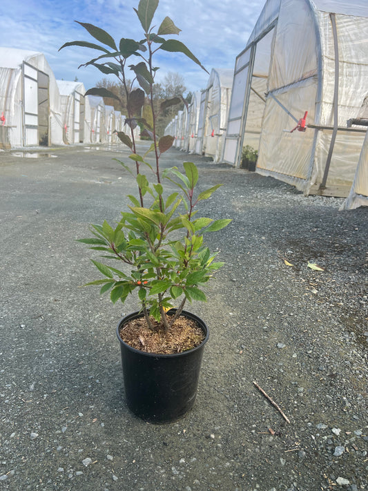 Ilex verticillata 'Winter Gold' (Female)