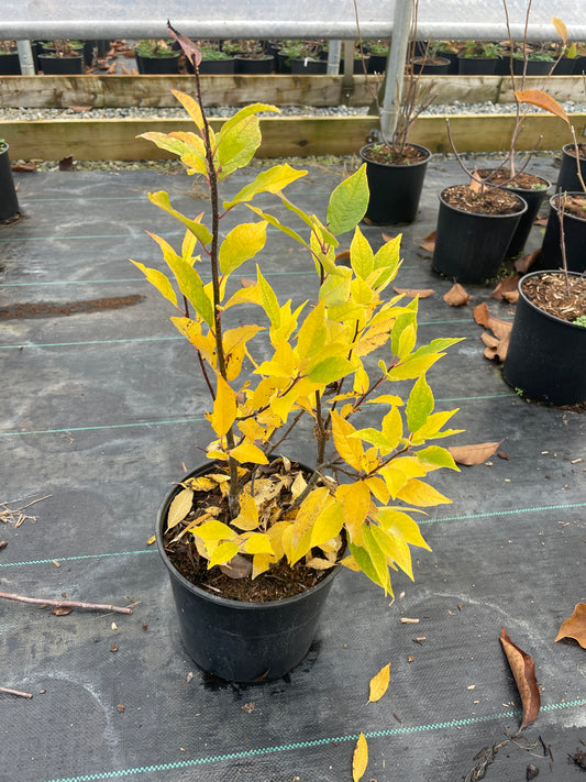 Ilex verticillata Magical® Daydream ('Kolcaroda') (Female)