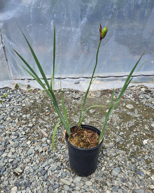 Iris sibirica 'Caesar's Brother'