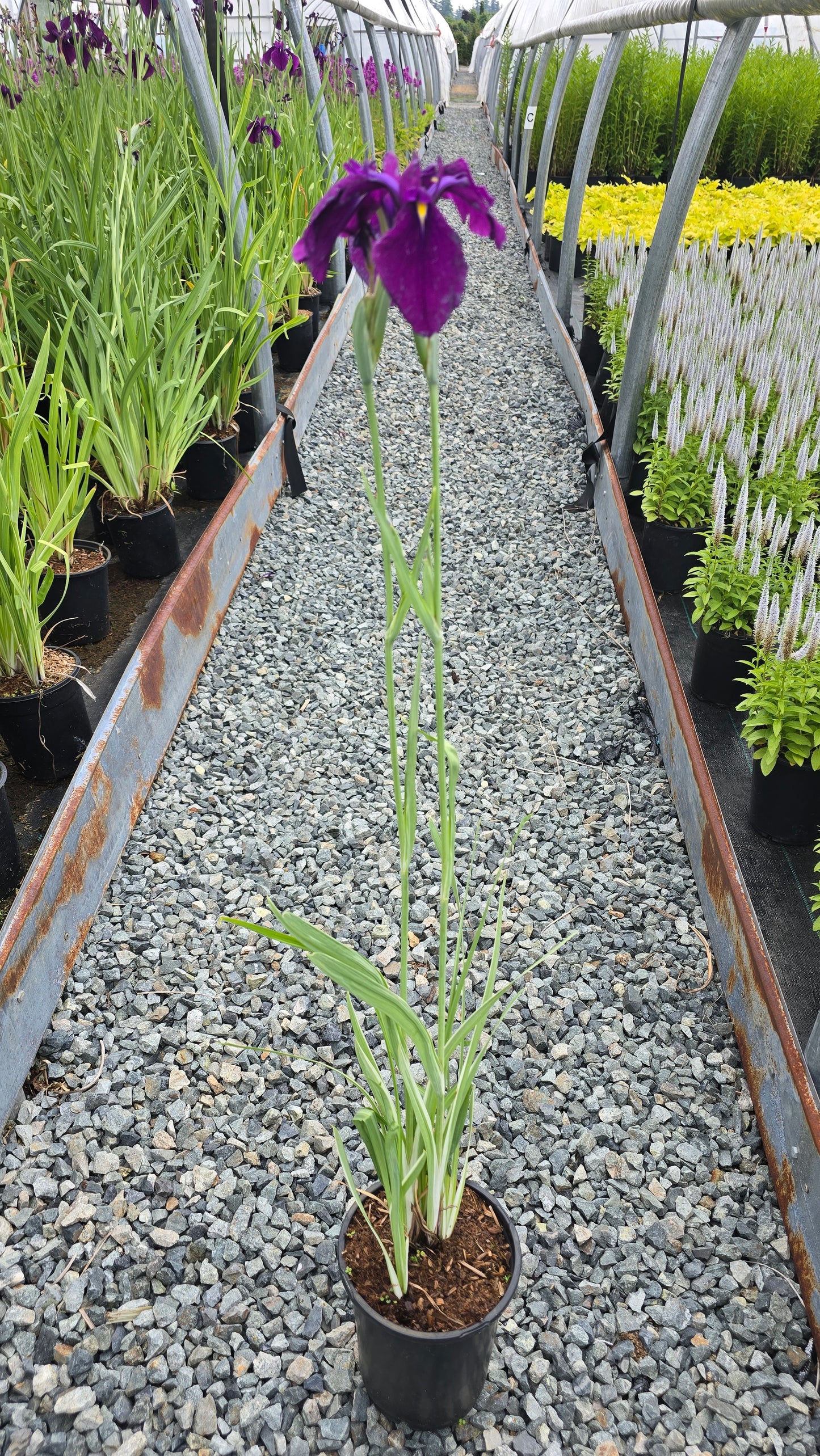 Iris ensata 'Variegata'