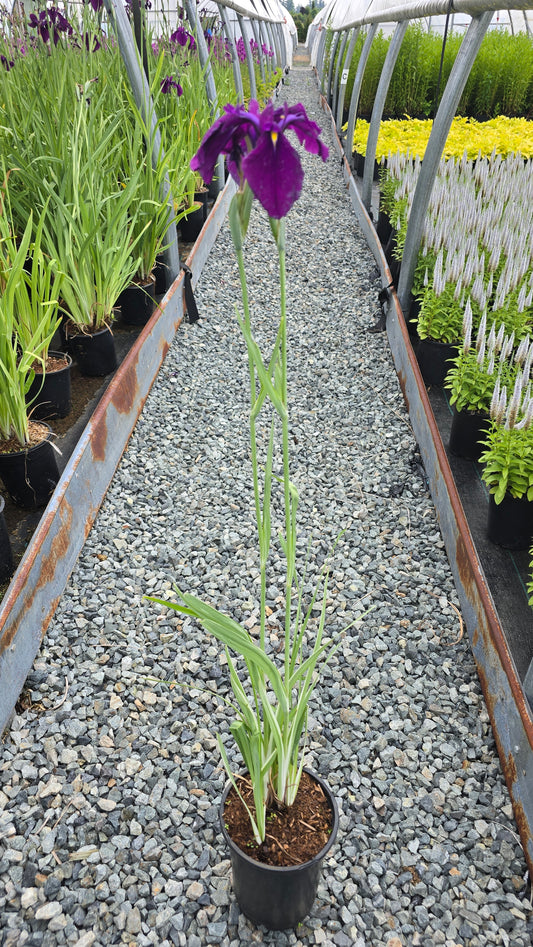 Iris ensata 'Variegata'