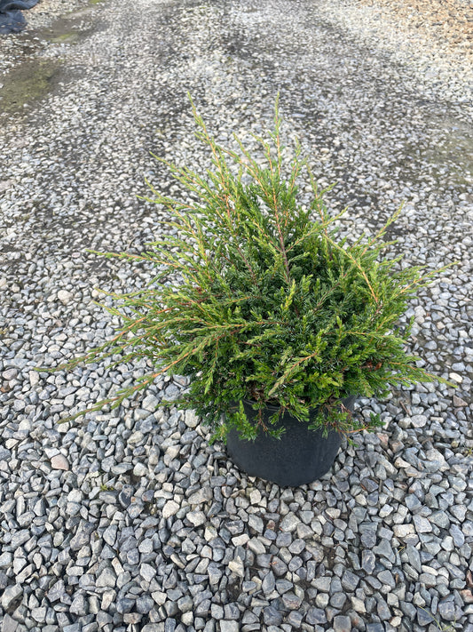 Juniperus communis 'Alpine Carpet'
