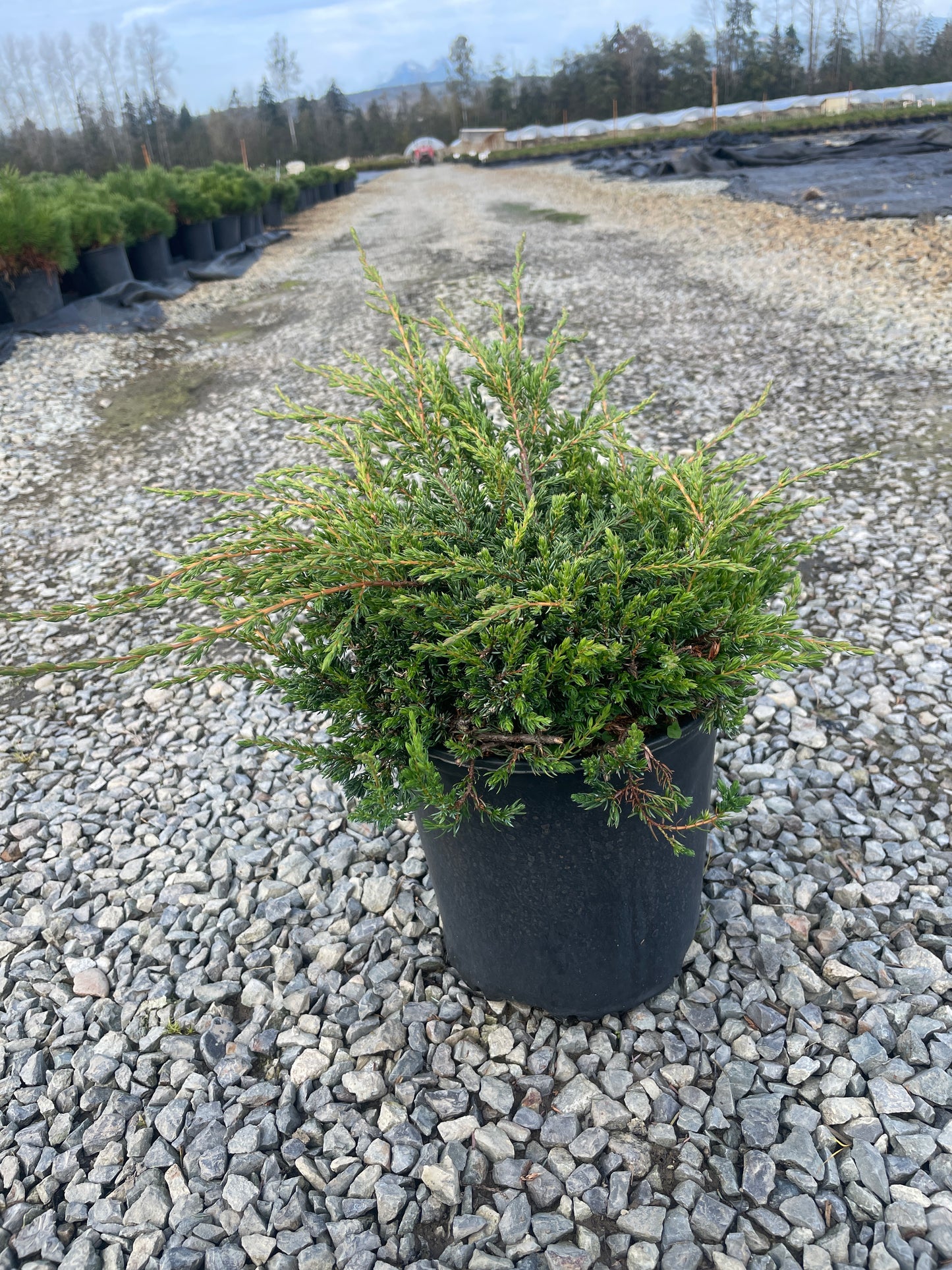 Juniperus communis 'Alpine Carpet'