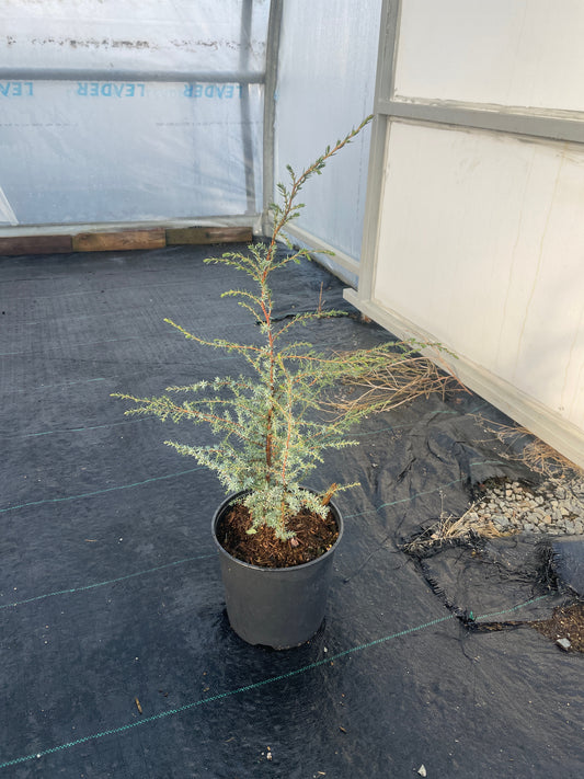 Juniperus communis 'Compressa'