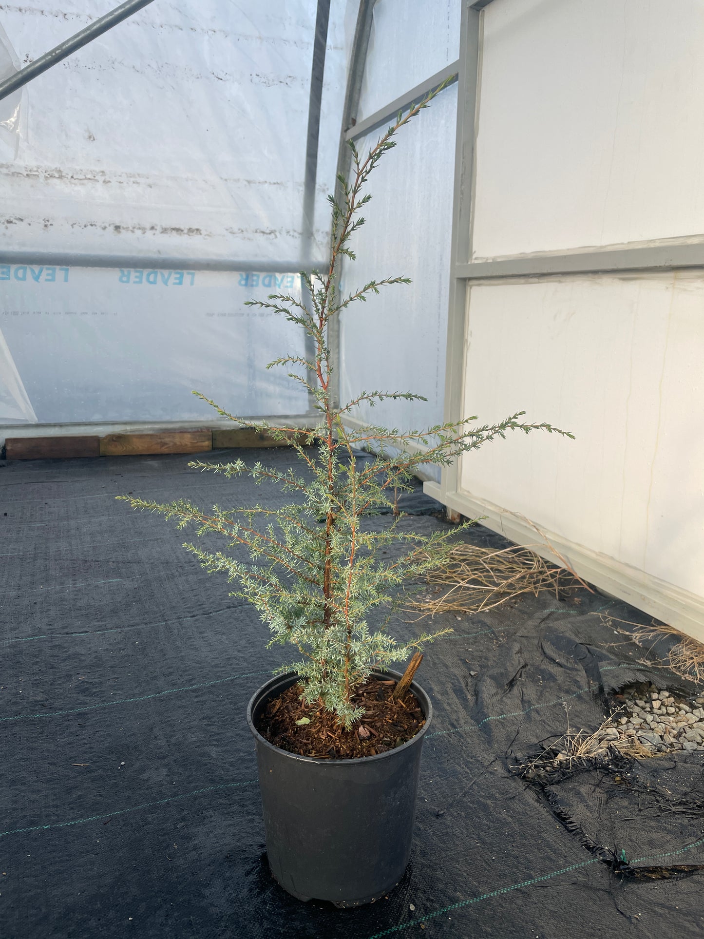 Juniperus communis 'Compressa'