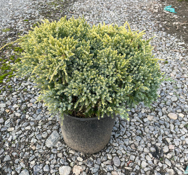 Dream Joy Juniper