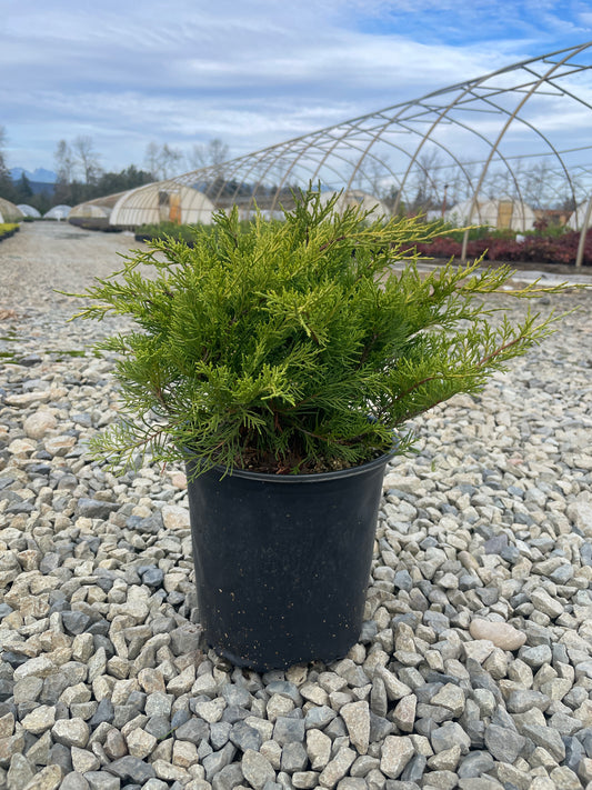 Juniperus chinensis 'Gold Coast' - Gold Coast Juniper