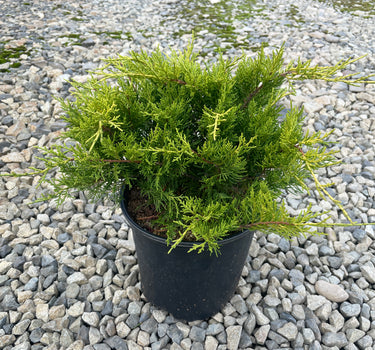 Gold Coast Juniper