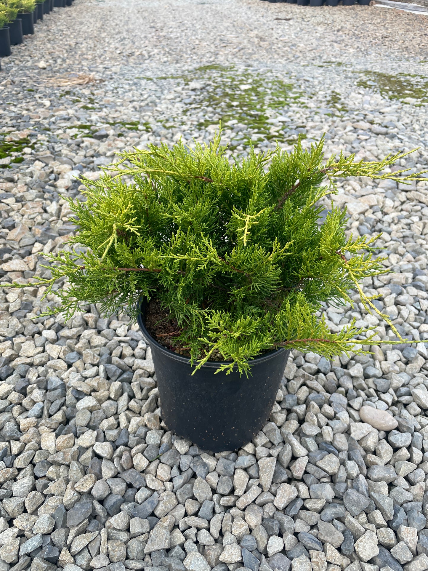 Juniperus chinensis 'Gold Coast' - Gold Coast Juniper