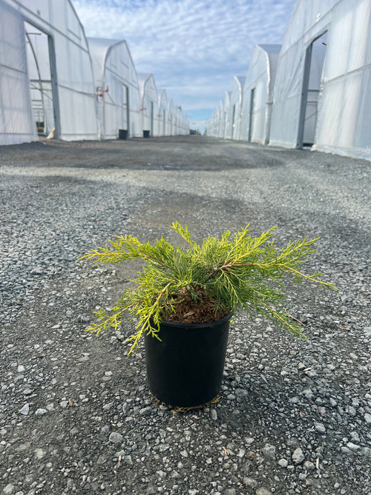 Juniperus pfitzeriana 'Golden Joy'