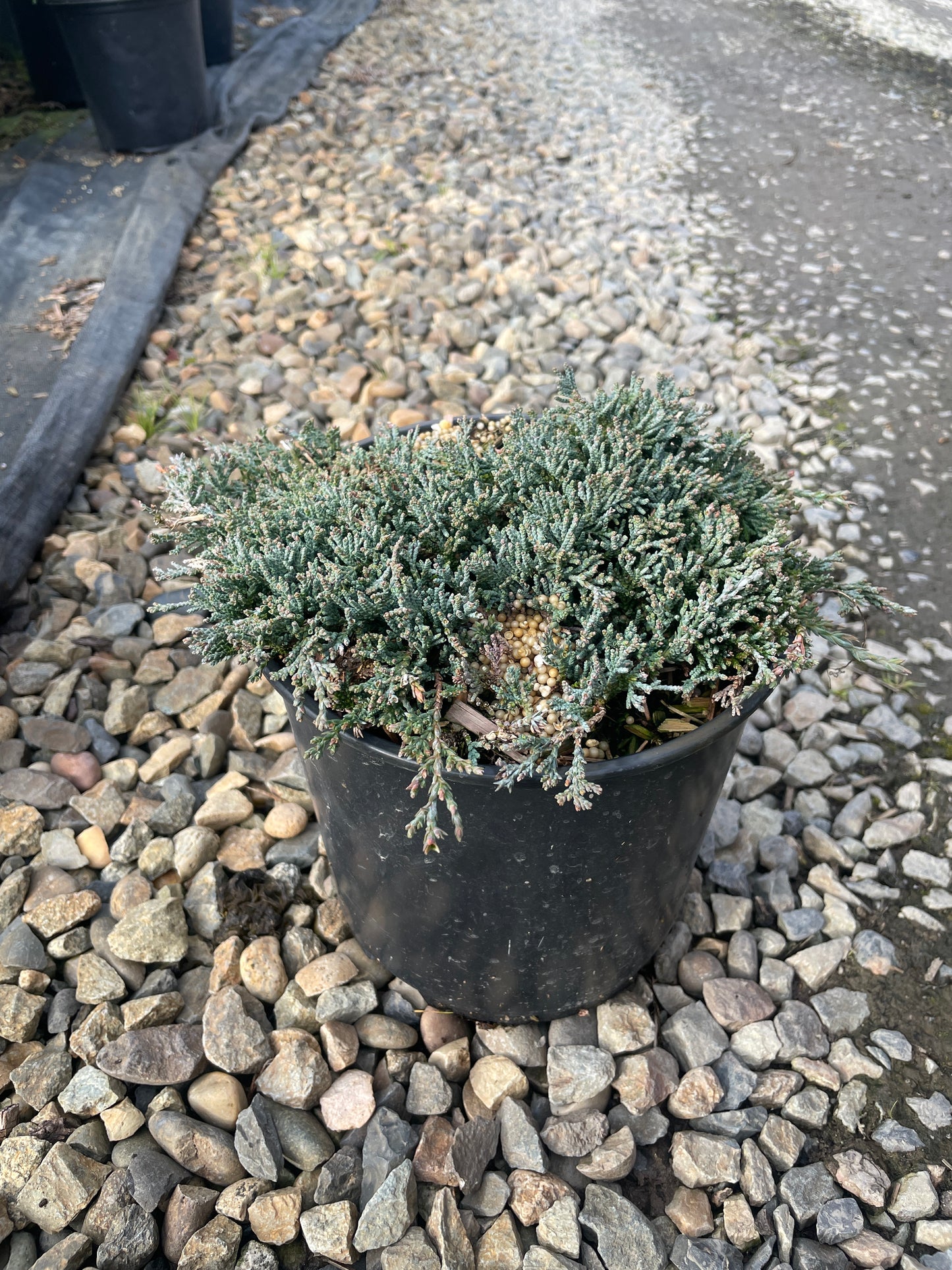 Juniperus horizontalis 'Icee Blue'