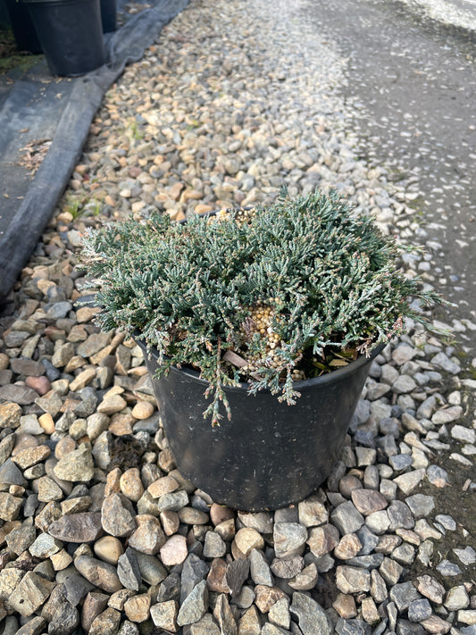 Juniperus horizontalis 'Icee Blue'