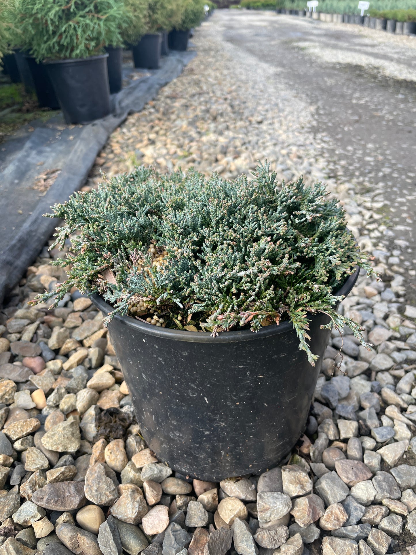 Juniperus horizontalis 'Icee Blue'