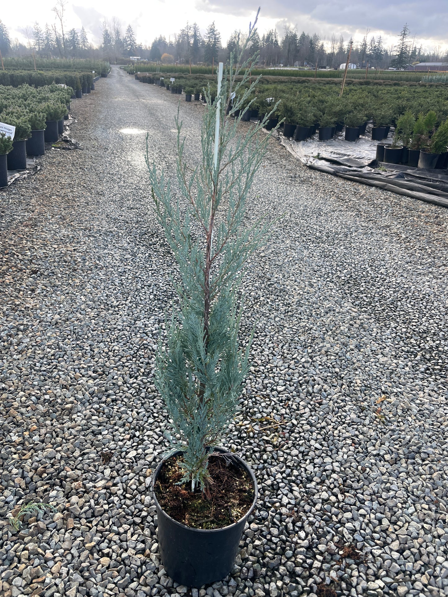 Juniperus scopulorum ‘Wichita Blue’