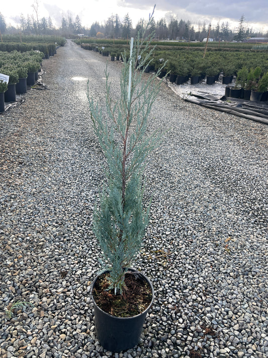 Juniperus scopulorum ‘Wichita Blue’
