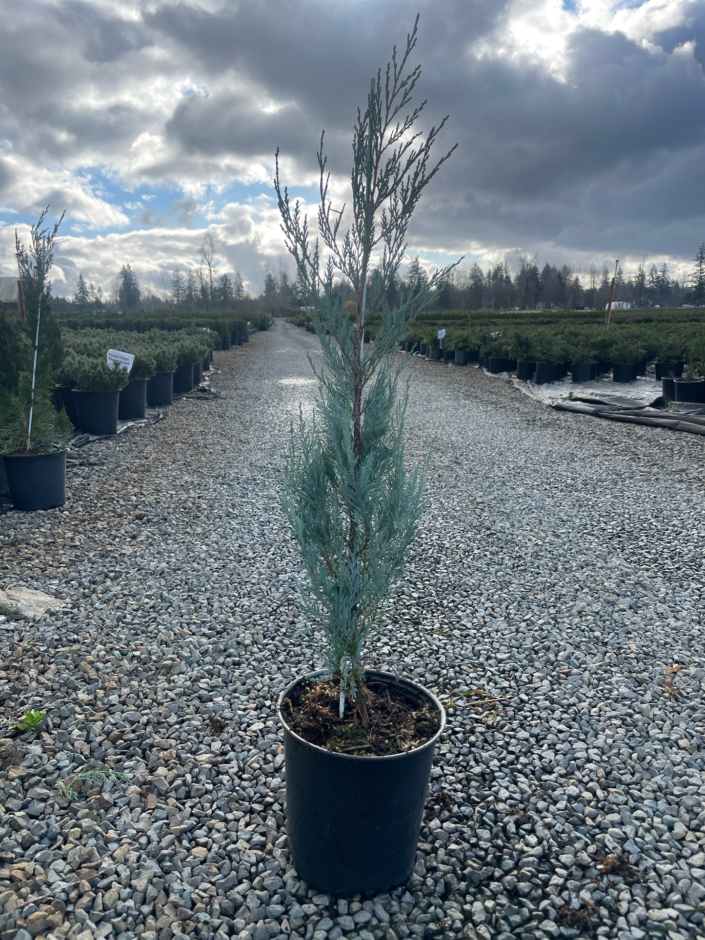 Juniperus scopulorum ‘Wichita Blue’
