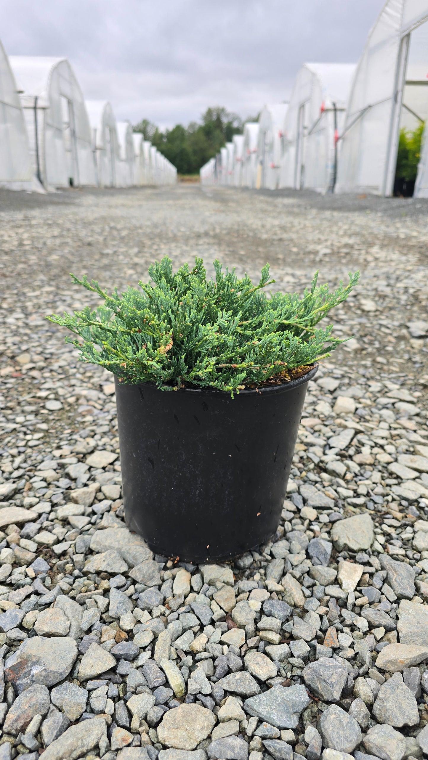 Juniperus horizontalis 'Wiltonii' - Blue Rug Juniper