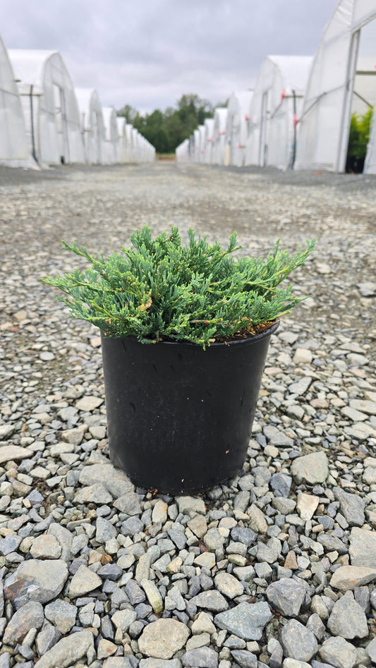 Juniperus horizontalis 'Wiltonii' - Blue Rug Juniper