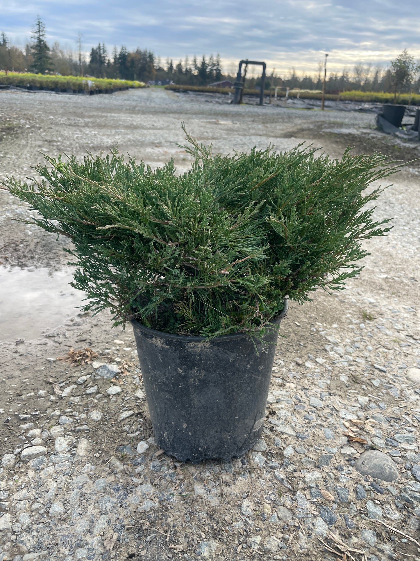 Juniperus horizontalis 'Plumosa Compacta Youngstown'